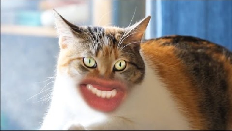 Това е буквално най-доброто видео за котки, което сте виждали