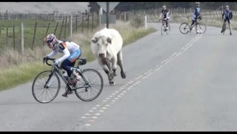 Смешни хора и животни