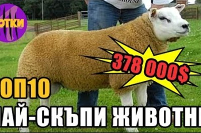 Кои са най-скъпите животни в света?