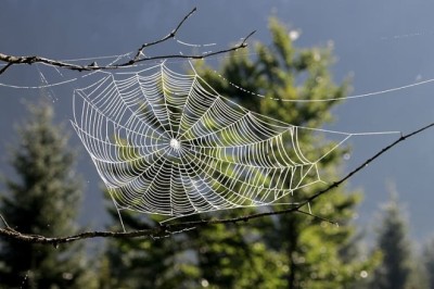Тайният живот на паяците