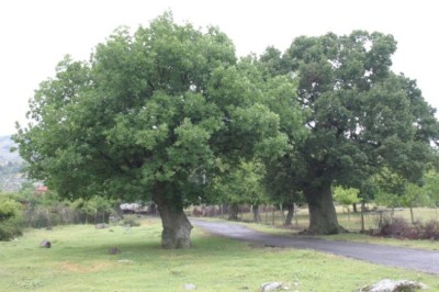 Защитени са седем вековни дървета