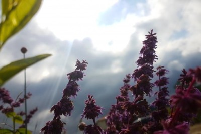 Какви температури да очакваме от утре