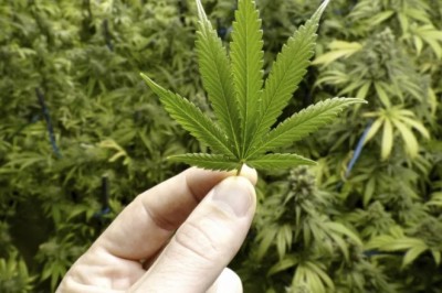 Марихуаната - подценяваната опасност