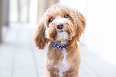 Как да си изберем домашен любимец?