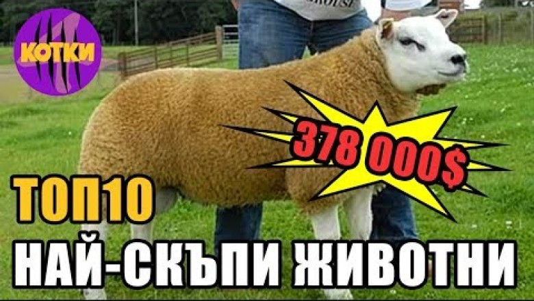 Кои са най-скъпите животни в света?
