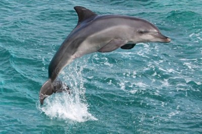 Интересни факти за делфините