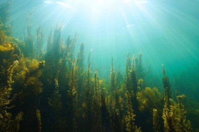Саргасово море, където няма брегове
