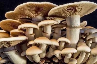 15 невероятни факти за гъбите