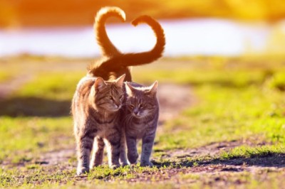 Как котките „опитомяват“ хората