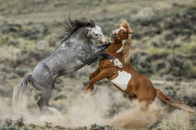 Две ключови мутации са превърнали дивите коне в домашни